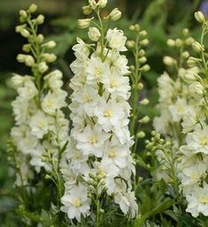 white flowers are blooming in the garden