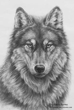 a pencil drawing of a wolf's face