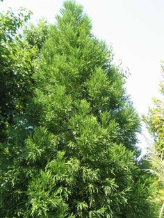 a very tall green tree sitting next to a lush green forest filled with lots of trees