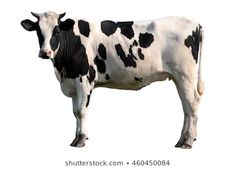 a black and white cow standing in front of a white background