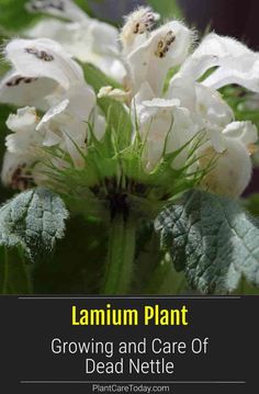 white flowers with green leaves and the words, lamium plant growing and care of dead nettle