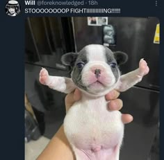 a small black and white puppy is being held up