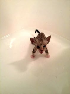 a small kitten sitting in the middle of a bathtub with its paws hanging out