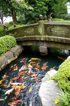 a small bridge over a pond with many koi fish swimming in it and some trees