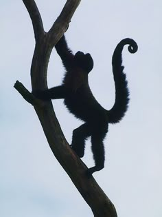 a monkey sitting on top of a tree branch with its tail curled up in the air