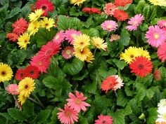 many different colored flowers growing in a garden together, with green leaves and red centers