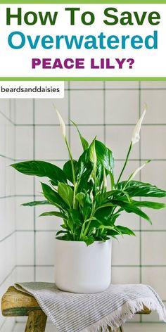 a potted plant sitting on top of a wooden stool