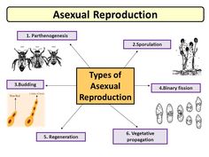 a diagram showing the types of asexnal reproduction in an animal's body