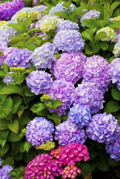 purple and green flowers are growing in the garden