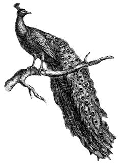 a black and white drawing of a peacock on a branch with its feathers spread out