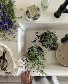 someone is using scissors to cut up plants in their kitchen sink, and they are also cutting them into small pots