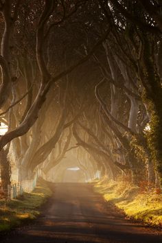 an image of a road that is lined with trees