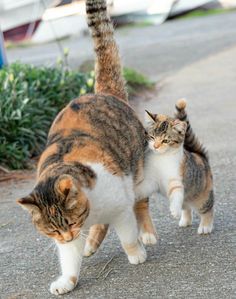 two cats are walking down the street together