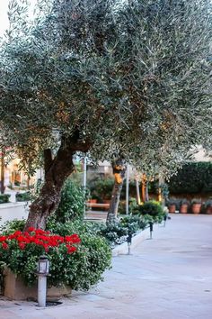 A serene Mediterranean garden with classic olive trees and lush greenery. Garden Ideas Mediterranean, Garden Ideas Layout, Balcony Garden Ideas, Jungle Gardens, Garden Tiles, Mediterranean Plants, Elegant Garden