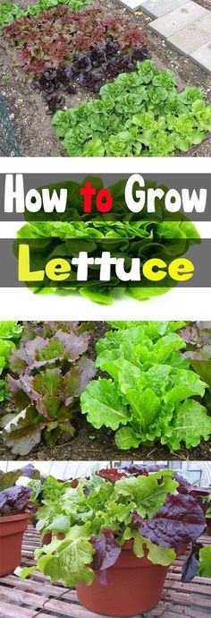 an image of how to grow lettuce in the garden