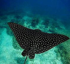 a manta ray swimming in the ocean