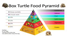 the box turtle food pyramid is shown