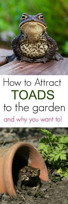 a toad sitting on top of a wooden table next to a potted plant with the words how to attract toads to the garden and why you want to