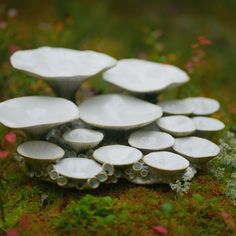 a group of white mushrooms sitting on top of a moss covered ground with pink flowers in the background