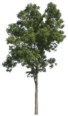 a tall tree with lots of green leaves on it's branches, against a white background