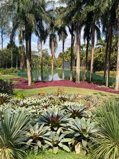 the garden is full of tropical plants and trees