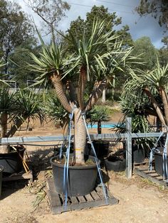 Dragon Tree (Dracaena Draco) - Designer Trees Australia Labors Of Hercules, Female Dragon, Tree Care, Greek Myths, Growing Tree, Canary Islands