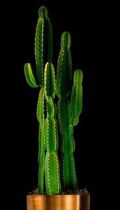 a green cactus in a gold pot on a black background