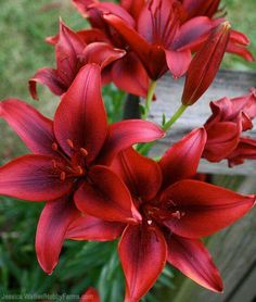 red flowers are blooming in the garden