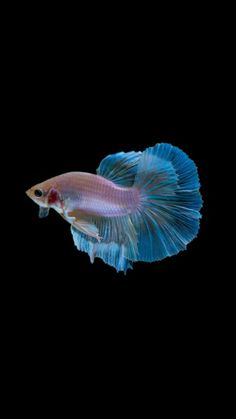 a blue and white fish on a black background