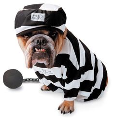 a dog dressed up as a jail inmate with a tennis racket in its mouth