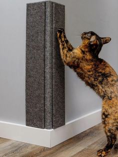 a cat reaching up to the corner of a wall