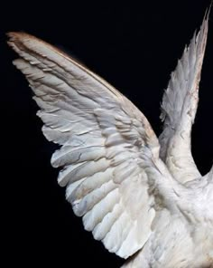 a large white bird with its wings spread