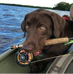 a brown dog with a fishing rod in its mouth sitting in a boat on the water