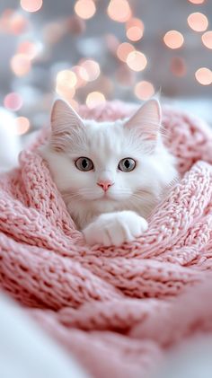 a white cat laying on top of a pink blanket