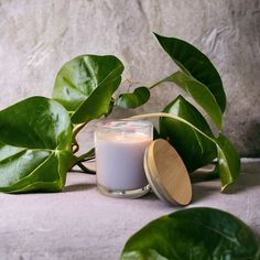 a candle and some green leaves on a table