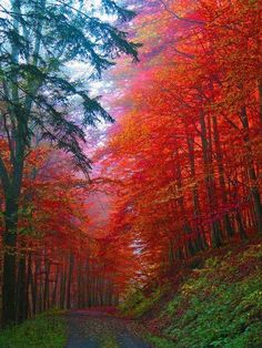 the road is surrounded by trees with red leaves