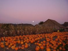 a field full of pumpkins with the moon in the sky above them and an old barn