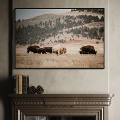 a herd of cattle grazing on top of a dry grass field in front of a fire place