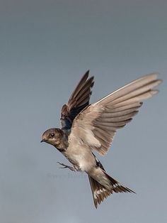 a small bird flying in the sky with its wings spread out and it's beak extended