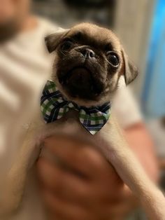 a small pug wearing a bow tie is being held by a mans arm and looking at the camera