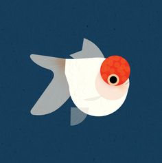 an orange and white fish floating on top of a body of water next to a blue background