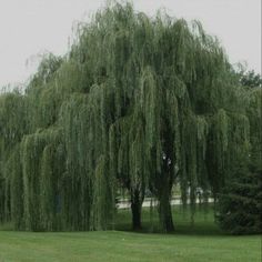 a large green tree sitting in the middle of a park