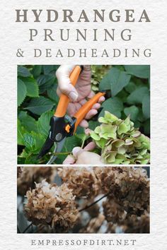 a book cover with images of plants and scissors in the foreground text reads, hydrangea pruning & deadheading