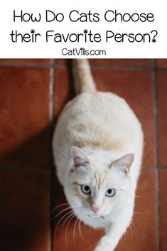 a white cat standing on top of a red tile floor