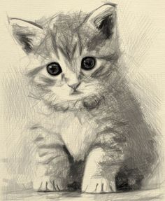 a pencil drawing of a kitten sitting down