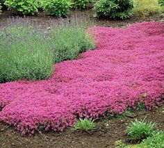 a garden with pink flowers and green plants