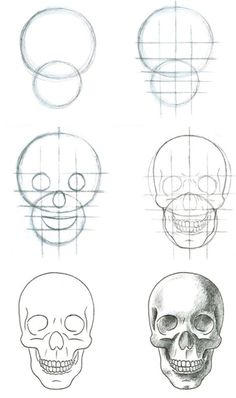 several different types of skulls drawn in pencil