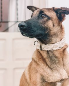 a close up of a dog wearing a collar