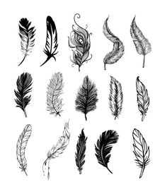 the different types of feathers drawn in ink on white paper, with black and white graphics