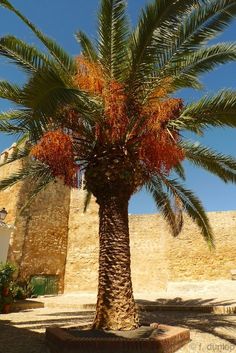 a palm tree in front of a stone wall